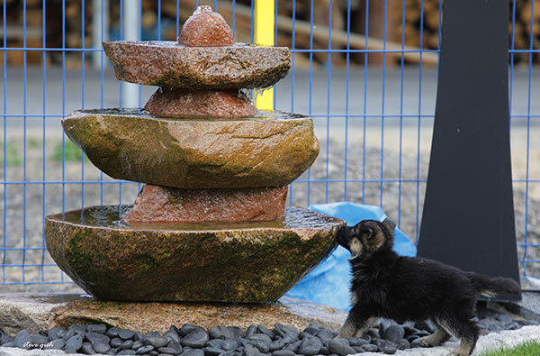 szczenię przy kamiennej fontannie